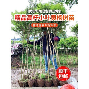 һ�����l�S����窚�ߗU������С�~��������ͥԺ�������辰�䘶��