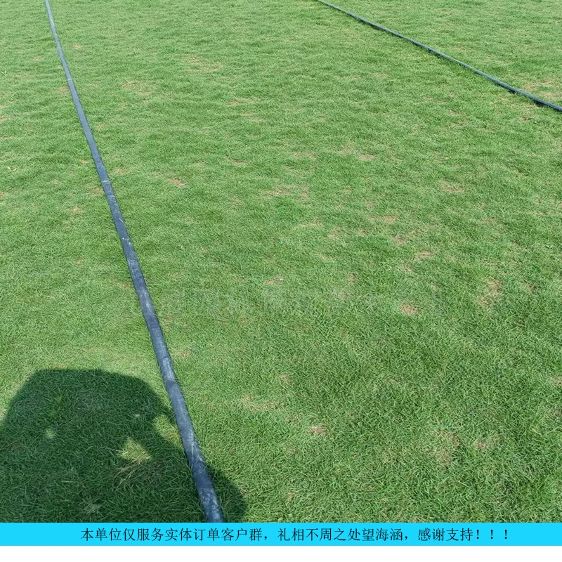 Бесплатная доставка, быстрая доставка, масло с крупными листьями, высококачественный газон оптом, ландшафтный газон, морозостойкий и засухостойкий, прямые продажи на месте.