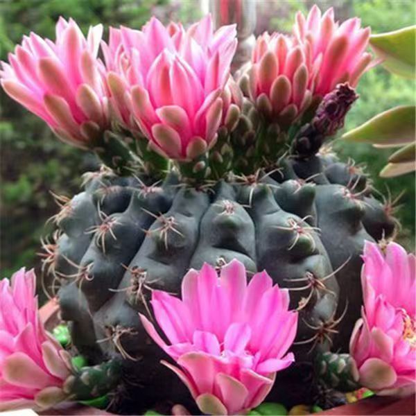 Flor de jade cactus florece en todas las estaciones, embellece el aire, el balcón, la sala de estar, la oficina, las plantas verdes, las flores en macetas