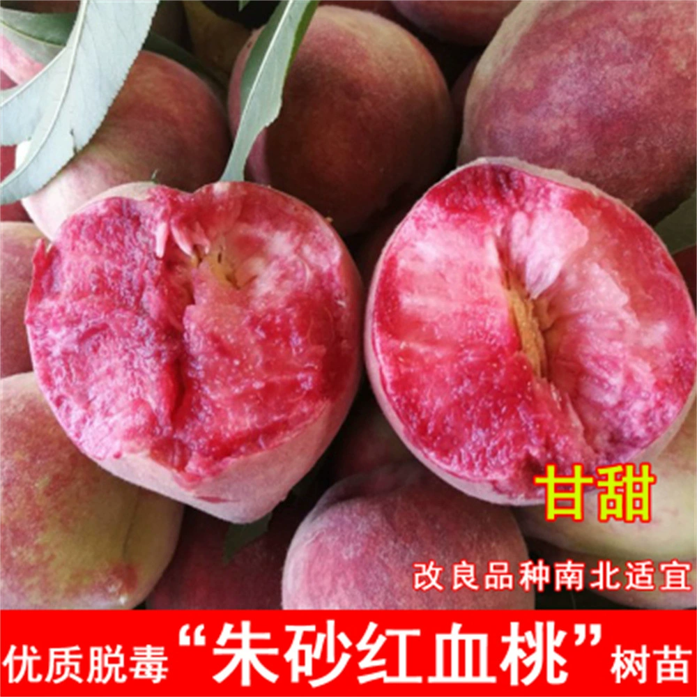 Новый сорт саженцев персиковых деревьев лопаты Queen Spades саженцы King Tree привитые саженцы плодовых деревьев персика посажены на юге и севере года