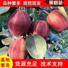 長期供應玉露香梨樹苗 1公分2公分3公分早酥紅梨樹苗價格