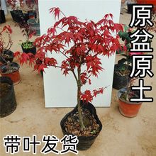 �ձ��t���t�輧�����Ї������t�辰ԭ��ԭ���̨��̨���~ͥԺ�Gֲ