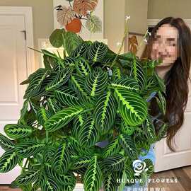 白脉红脉叶蝉竹芋金丝叶蝉耐阴匍匐网红黑丝绒叶脉植物水培垂钓藤
