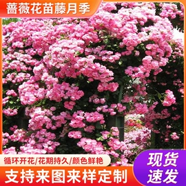 盆栽;乔木;花盆容器