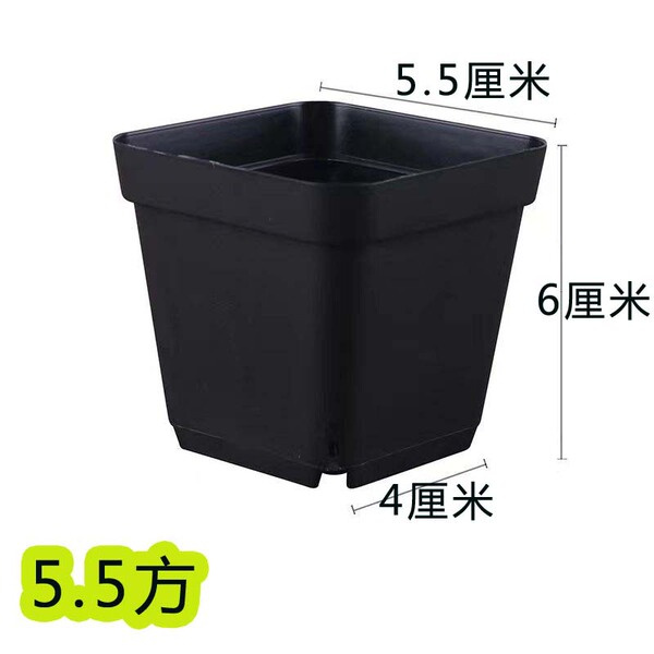 Fleshy Seedling Pot Small Black Square 5.5 Square Various Styles Black Plastic Seedling Pot Base Planting Thickening Square