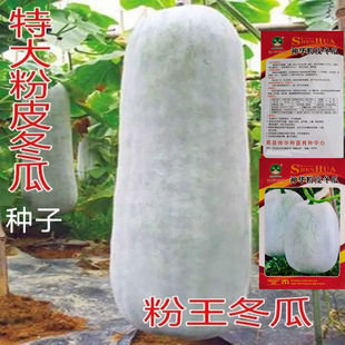 �ش��Ƥ���ϷN�ӷN�ѹ�Ƥ�׾Gɫ�̨�ļ��|�Ͼ����߲������Դ��