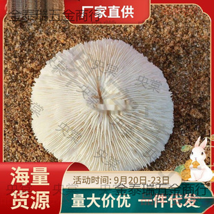 ��Ȼ��ɺ���A�ξջ�Ģ��ؐ���~���쾰�����b�Ʒ�[��ˮ������