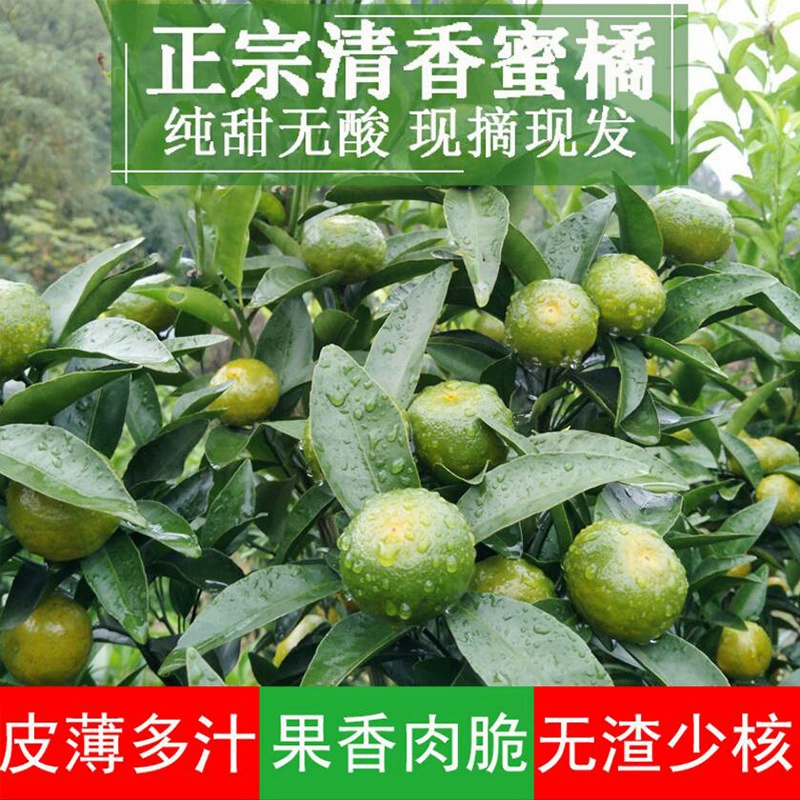 Саженцы ароматного мандарина, привитые саженцы апельсина, бразильские мандарины, саженцы ароматного мандарина, саженцы апельсина, саженцы апельсинового сахара.