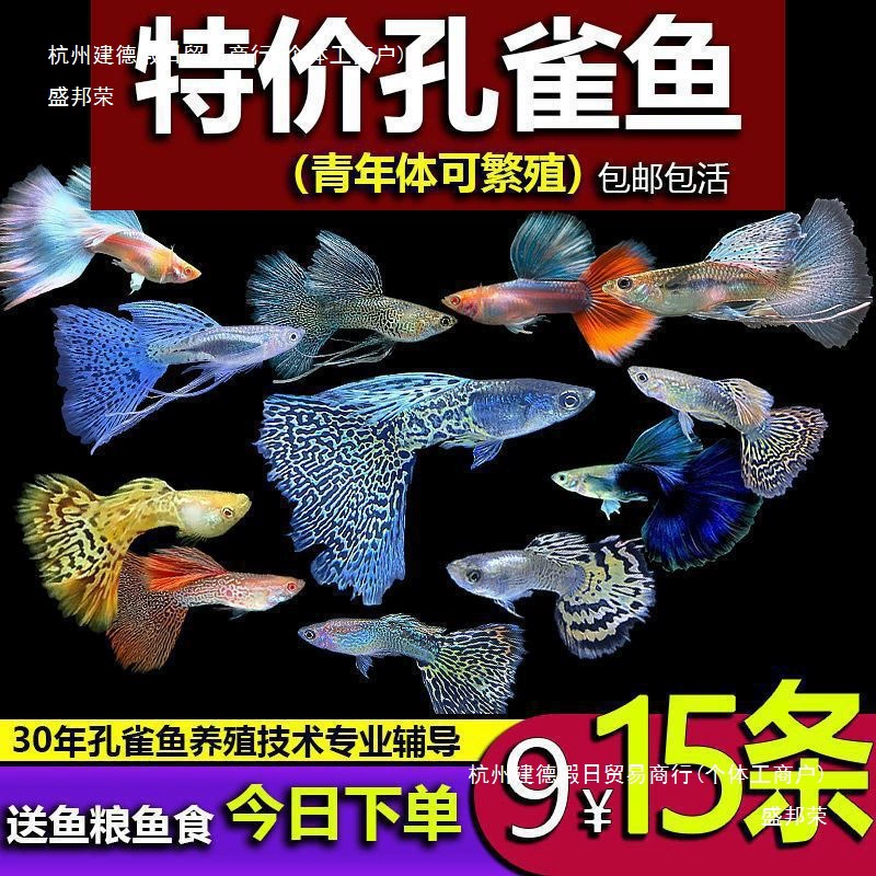 Тенгуаппии (Teng Guppies) живая чистая порода декоративных пресноводных рыбок, маленькие тропические мальки, легкие в содержании
