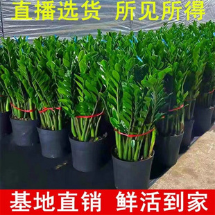 ���X������ֲ���҃Ȼ��ܿ͏d�ļ�������B��ꎾGֲ�u�X���Ӱlؔ��