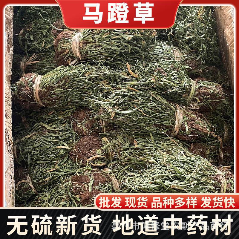 Wholesale of Horse Saddle Grass, Chinese Medicinal Materials, Cross-Bridge Grass, Huan Yang Grass, Horse Lantern Grass, Xiaoshiwei Xiancao, Various Cold-Backed Qi Generation Hair