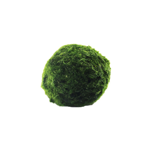 Live Green Algae Ball Ornament for Real Water Plant Fish Tank Aquarium Landscape Decoration Seaweed Ball Eco Bottle Algae Ball 4cm