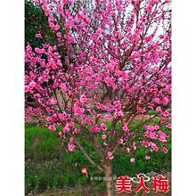 �Ϙ��t÷�D÷�辰���绨���ͺ�ֲ���҃��̨ͥԺ�ļ��_��