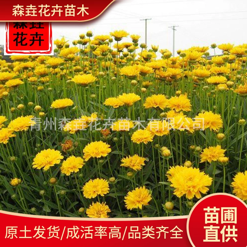 Кустарники многолетние, рассада золотистой астры, горшечные растения, ландшафтное оформление, городское озеленение, ландшафтные инженерные рассады