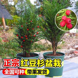 �t��ɼ�������ԾGֲ�辰ֲ���ϱ����Nֲ�҃��⻨���ļ����B�L����