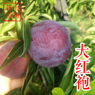 ��t�������� �Ի�����Ї�����t����v��t�������������Ә���