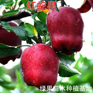 �t�߹����� �߹��� �O������ ��ţ�O���� �߹����� �t��ʿ�O����