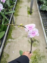 ����ֱ�������m3��Ӹ߱��ѻ������^50cmһ�� 36���������΃r18Ԫ