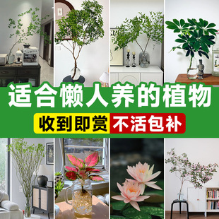 mϑBֲRľˮֲdӻܾGֲ