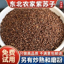种籽紫苏榨油炒食用东北紫苏子粉粒可籽种植烧烤料生紫苏子籽