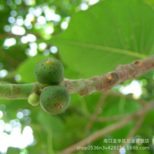 菩提樹種子圖片 海量高清菩提樹種子圖片大全 阿里巴巴