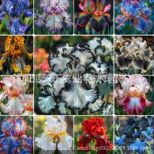 蓝花鸢尾种子花籽燕尾四季播种开花易活庭院景观绿化盆栽耐阴种孑