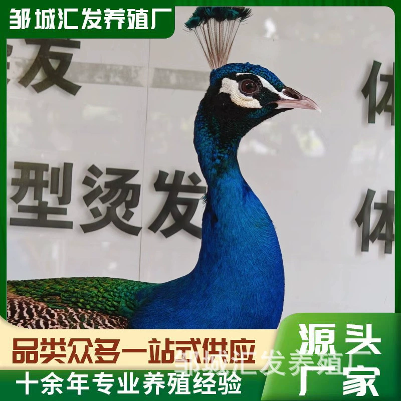 Павлин прямая продажа оптовая чистокровный синий павлин цветок павлин для взрослых декоративных павлин саженцы для продажи