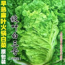 偰ײ˷N~o߮a＾\~ײ߲˷N