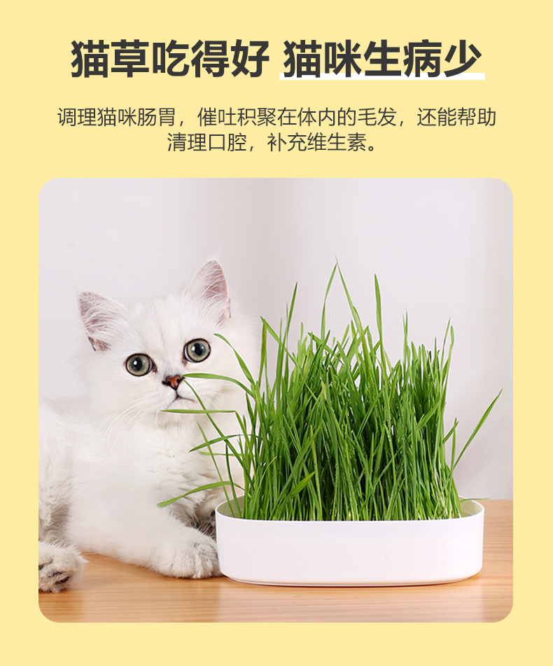 猫草水培盒  卡通猫草盆栽种子成幼猫咪去毛球懒人猫草盒猫咪水培详情7