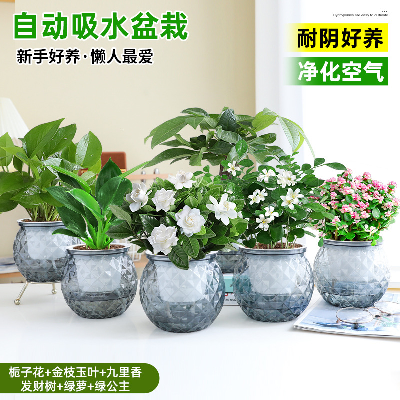 [6 화분 핫 콤비네이션] 치자나무 + 황금가지와 옥잎 + 구리향 + 돈나무 + 청무 + 그린 프린세스