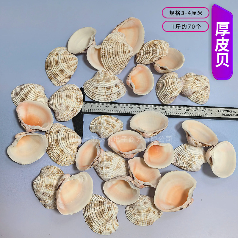 天然法螺貝 卸売供給源 魚水槽造園 工芸品 消耗品 1-10cm シェル|undefined