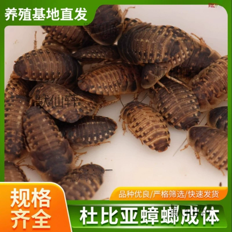 Корм для тараканов, ящериц, пауков, черепах из Дубая: производитель, зеленый, для разведения, чистый, с высоким содержанием белка