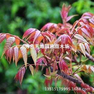 Toona Sinensis Saplings Potted Ground Planting Red Oil Purple Oil Toona Sinensis Saplings Courtyard Balcony South and North Planting Picked in the Same Year