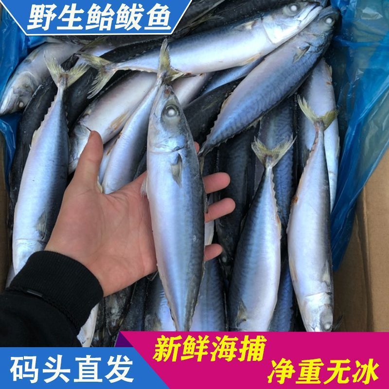 青占鱼鲐鱼鲐鲅鱼整条新鲜冷冻野生青花鱼深海海鱼海鲜水产批发