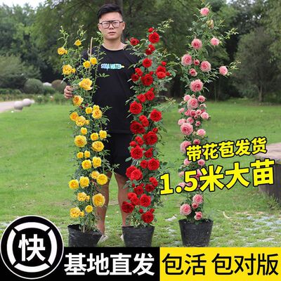 Climbing Chinese rose Large Four seasons Bloom Fujimoto Rose Flower seedlings courtyard Big flower balcony flowers and plants Potted plant Manufactor Direct selling