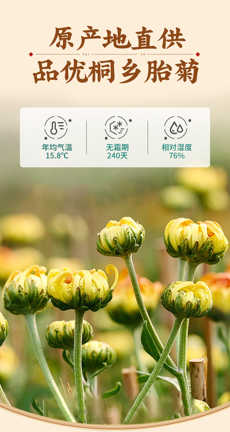 Dried Chrysanthemum Bud Tea Tai Ju Hangzhou White Chrysanthemum 40g Jar overview