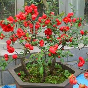 ���Ļ����Ԙ����辰�ذ��Ϙ��ļ������_ �����B��ͥԺ�Gֲ���҃�