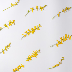 オウムの草の植物の標本の乾いた花のエンボスのゴムのフォトフレームのdiyの携帯電話の携帯電話のケースの香薫のろうそくの押花の絵の材料
