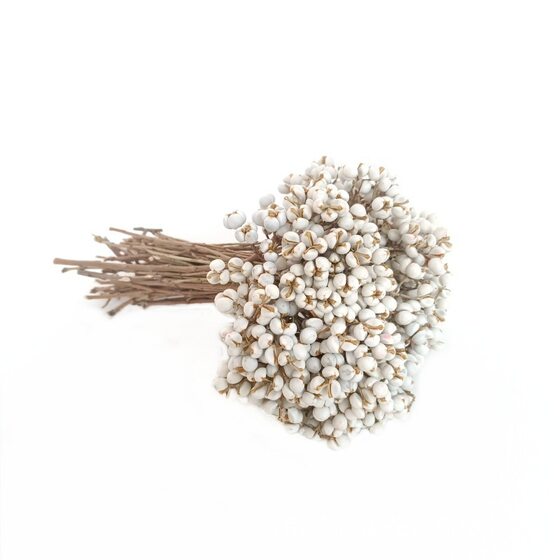 Small ginkgo tallow fruit white bean coix seed dried fruit dried flower nordic fragrance decoration real bouquet DIY material wholesale