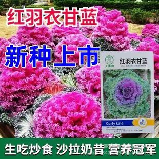 �t���¸��{�N�ӿ��^�pʳ�àI�B�S���̨������@�Nֲ�ͺ��ļ��߲�