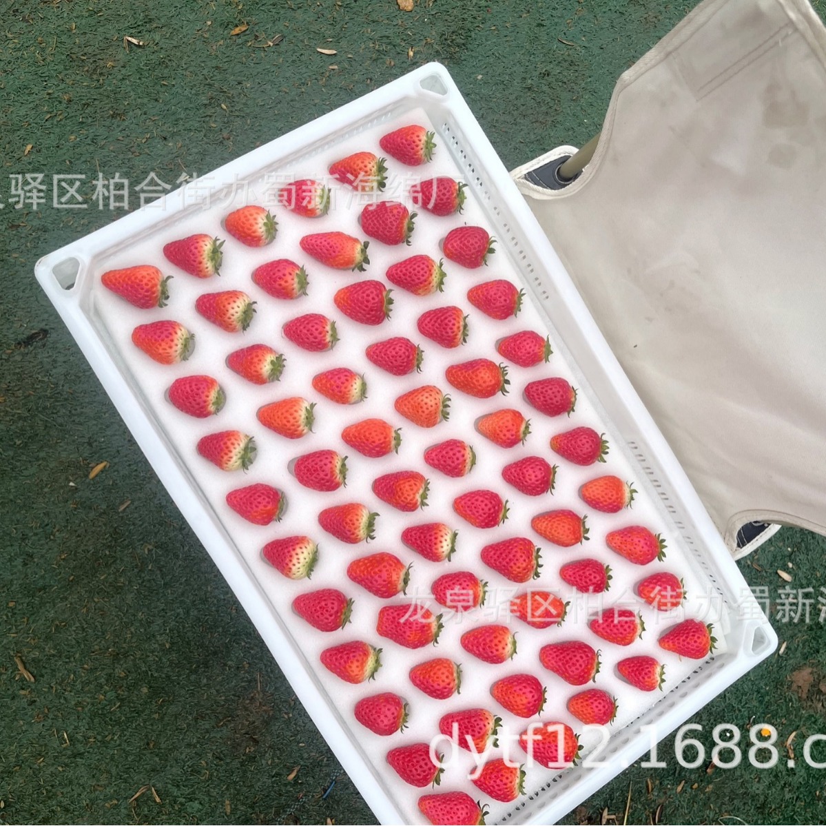 吸水防震草莓海绵内衬/吸水防震草莓海绵衬垫//吸水防震草莓海绵