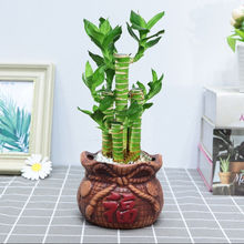 步步高观音竹富贵竹荷花龙竹水养土培盆栽室内植物吸甲醛四季绿植