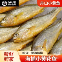 YF海捕冰鲜黄花鱼舟山小黄鱼海鲜水产烧烤冷冻商用新鲜生鲜深海海