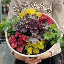 �\�������ͺ��{ɫ��Gֲ���Ժ��B���R�ļ������̨���@����͸ߜ�