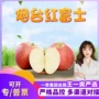 山东烟台大果应季红富士