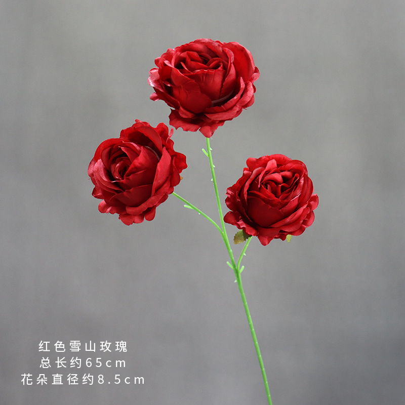 붉은 설산 장미