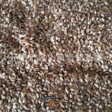 wl~ɷNɿƻɽ֘N|~ɘNѿr