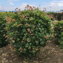 五角枫球 耐寒枫树球 园林绿化树球 园区造景坡地绿化 季节变色