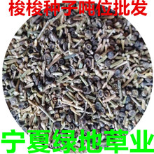 批发梭梭树种子 盐木琐梭梭种子治沙先锋 梭梭树籽梭梭种籽