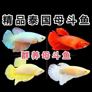 ̩�����~�Ꭷ�^�p�~���ª{���Rβ��܊ĸ�~���w��Ⱥ�B�ɷ�ֳ���l